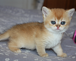 Кошки в Казани: Кошечка золотая шиншилла  Девочка, 35 000 руб. - фото 1