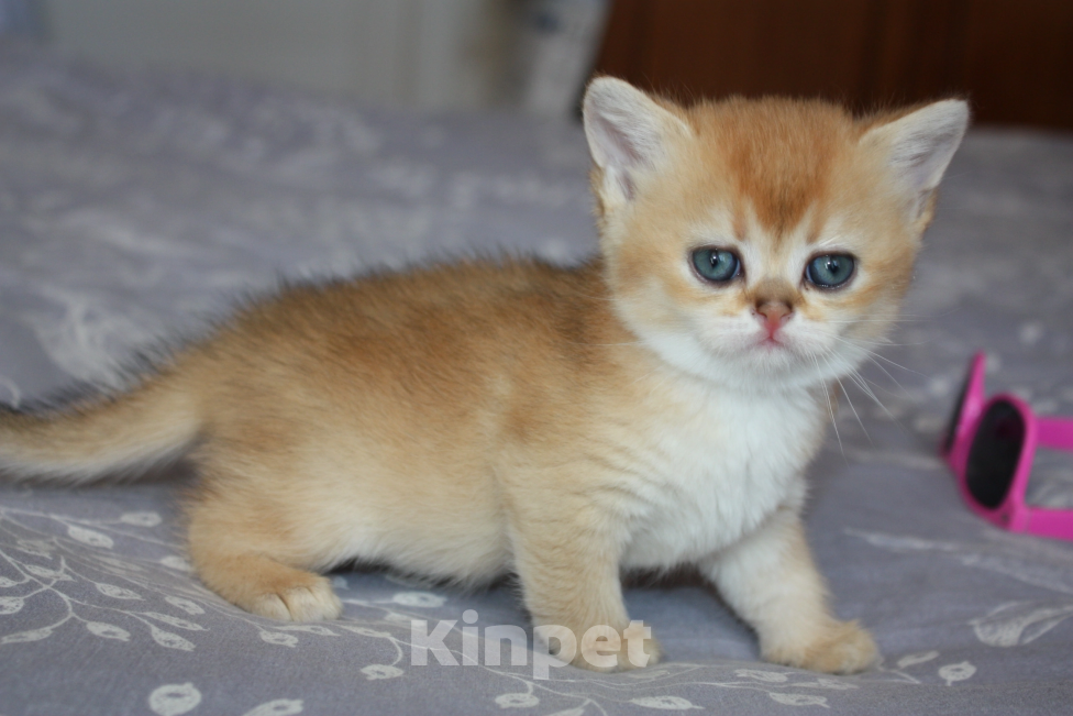 Кошки в Казани: Кошечка золотая шиншилла  Девочка, 35 000 руб. - фото 1