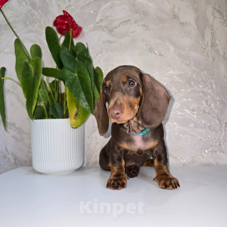 Собаки в Москве: Щенки стандартной таксы Разнополые, 70 000 руб. - фото 1