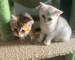 Кошки в Пензе: Британские котята Разнополые, 7 900 руб. - фото 7