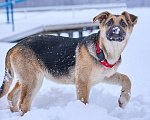 Собаки в Москве: милая девочка Герда очень хочет стать любимицей  Девочка, Бесплатно - фото 2