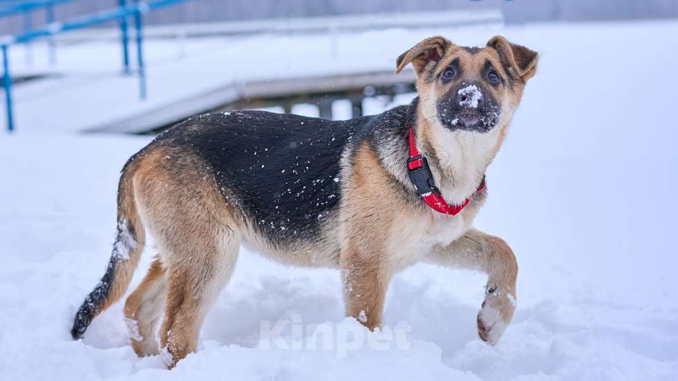 Собаки в Москве: милая девочка Герда очень хочет стать любимицей  Девочка, Бесплатно - фото 2