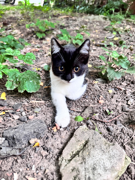 Кошки в Ростове-на-Дону: Котята в добрые руки, живут на улице Разнополые, Бесплатно - фото 9