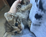 Кошки в Ростове-на-Дону: Нужна семья для котенка Девочка, Бесплатно - фото 1