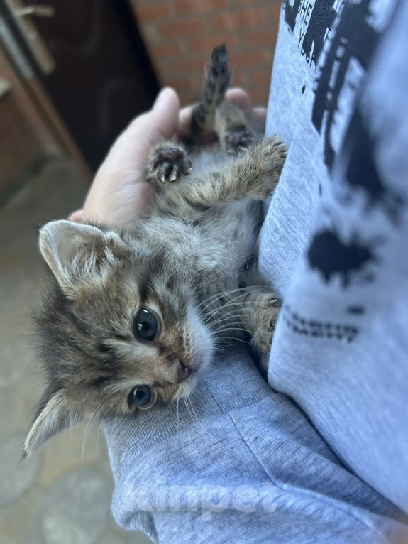 Кошки в Ростове-на-Дону: Нужна семья для котенка Девочка, Бесплатно - фото 1