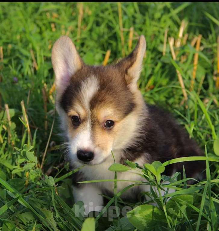 Собаки в Санкт-Петербурге: Малыш ищет любящих мампап Мальчик, 45 000 руб. - фото 5