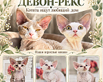 Кошки в Барнауле: Продам котят Девон Рекс Разнополые, 55 000 руб. - фото 5