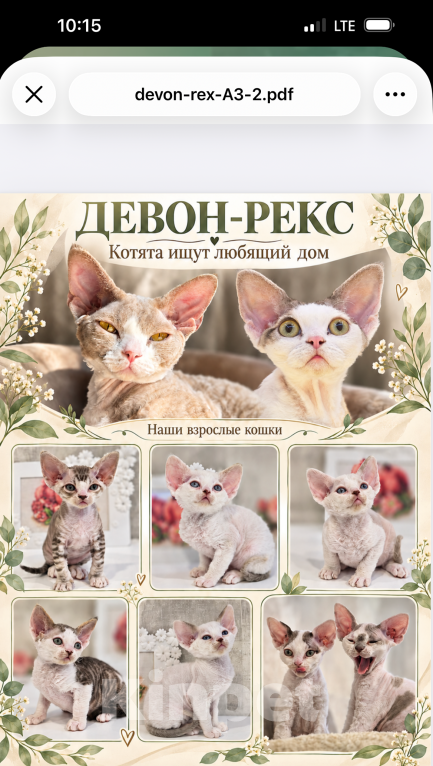 Кошки в Барнауле: Продам котят Девон Рекс Разнополые, 55 000 руб. - фото 5