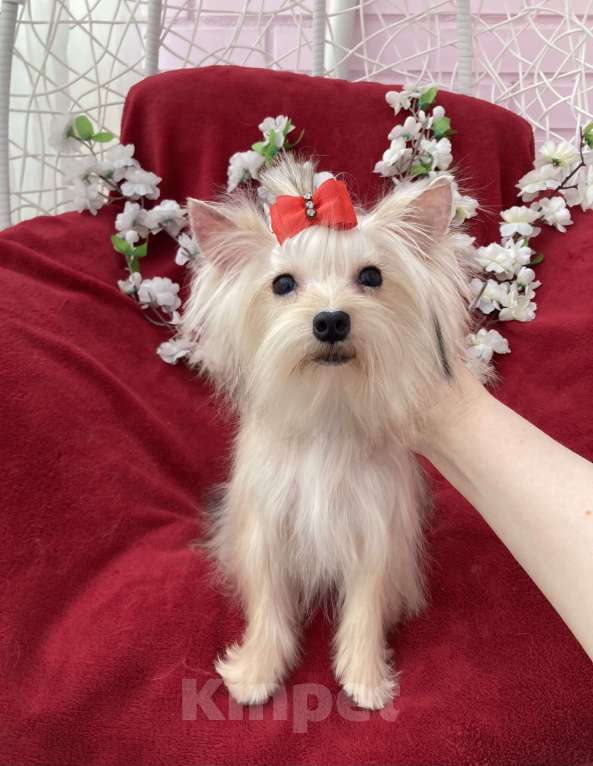 Собаки в Москве: Подрощенный йорк мини девочка золотая Девочка, 80 000 руб. - фото 1