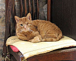 Кошки в Москве: Добрейший солнечный котик Рыжик ищет дом и доброе сердце Мальчик, Бесплатно - фото 2