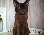 Кошки в Москве: Бурманский котенок соболь, 60 000 руб. - фото 4