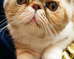 Кошки в Омутнинске: Плюшки экзоты котята, 14 000 руб. - фото 7