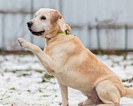 Собаки в Москве: Породистый лабрадор Сеня ищет дом Мальчик, Бесплатно - фото 4