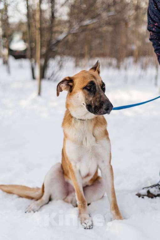 Собаки в Москве: Его могут сдать в приют Мальчик, Бесплатно - фото 2