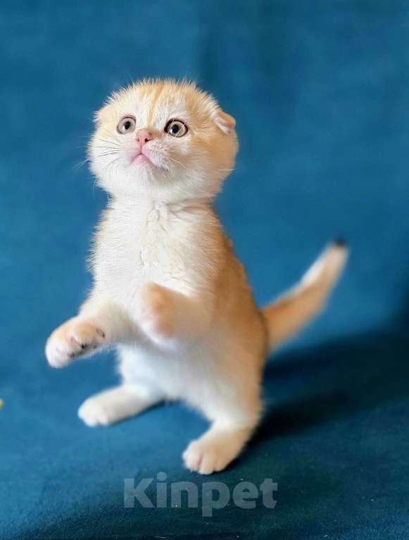 Кошки в Калуге: Roxy SFS ny 12 Девочка, Бесплатно - фото 1