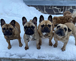 Собаки в Санкт-Петербурге: Очаровательная девочка французского бульдога  Девочка, 45 000 руб. - фото 9