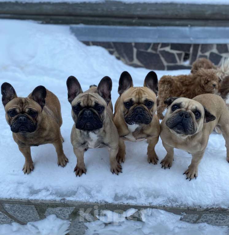 Собаки в Санкт-Петербурге: Очаровательная девочка французского бульдога  Девочка, 45 000 руб. - фото 9