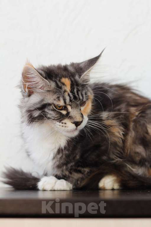 Кошки в Екатеринбурге: мейн-кун полидакт  Девочка, 30 000 руб. - фото 6