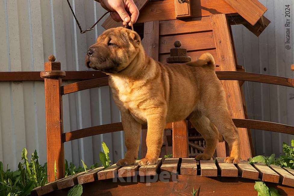 Собаки в Москве: Щенок шарпея Гуго Мальчик, 18 000 руб. - фото 5