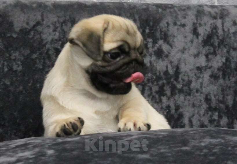 Собаки в Калуге: Мопс Девочка, 50 000 руб. - фото 9