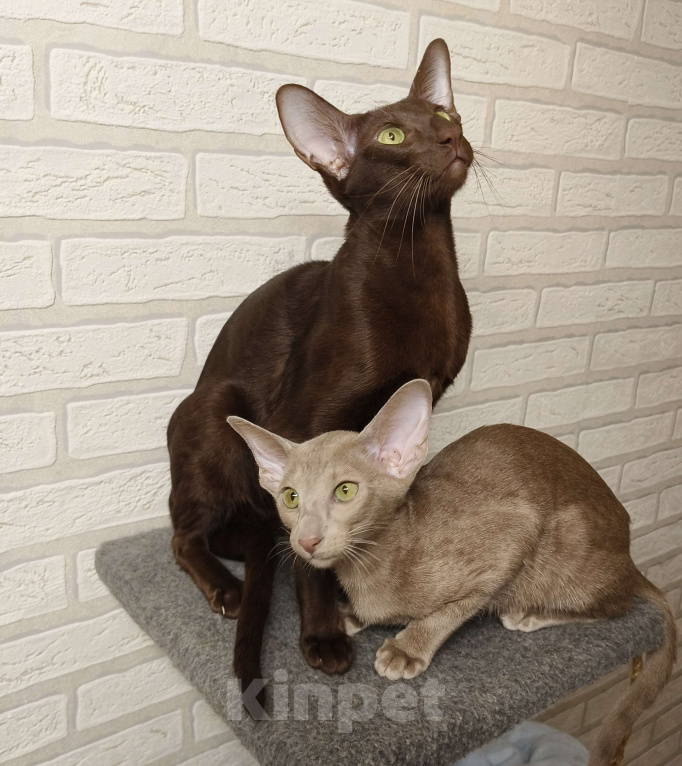 Кошки в Москве: Котёнок Ориентальный. Девочка Девочка, 55 000 руб. - фото 8