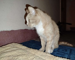 Кошки в Санкт-Петербурге: Кот или кошечка, рыжее животное Девочка, Бесплатно - фото 5