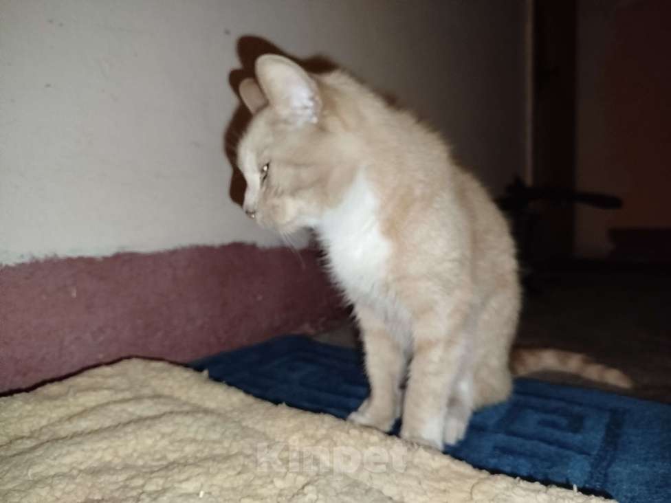 Кошки в Санкт-Петербурге: Кот или кошечка, рыжее животное Девочка, Бесплатно - фото 5