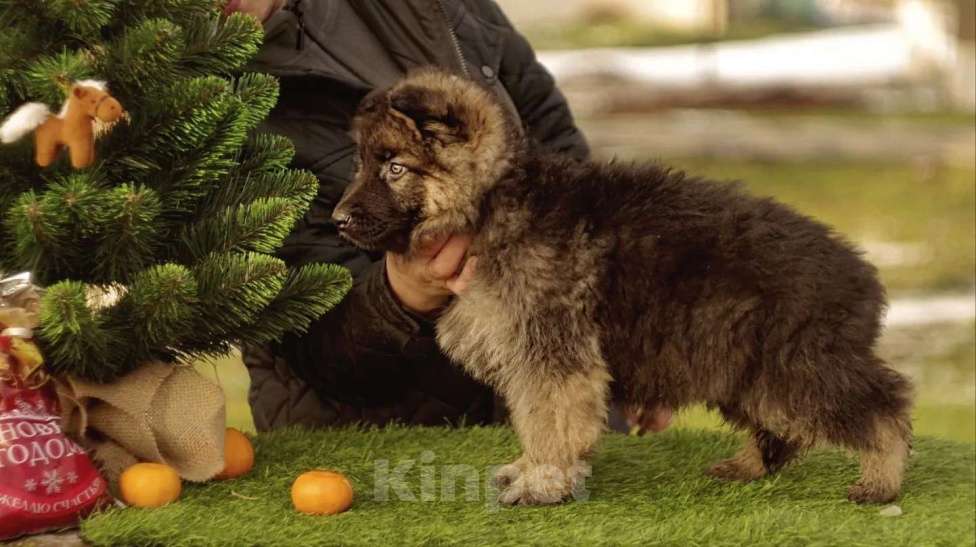 Собаки в других городах Краснодарского края: Щенок чепрачного окраса немецкой длинношерстной овчарки. Мальчик, 45 000 руб. - фото 1