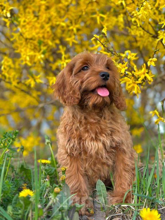 Собаки в Калининграде: Кокапу девочка  Девочка, 95 000 руб. - фото 6