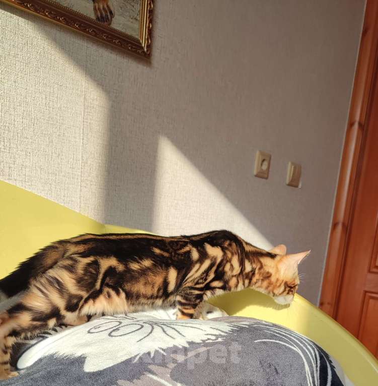 Кошки в Сыктывкаре: Бенгальский мальчик Мальчик, Бесплатно - фото 4