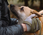 Собаки в Санкт-Петербурге: Собаки из приюта: смышлёная Катрин Девочка, Бесплатно - фото 5