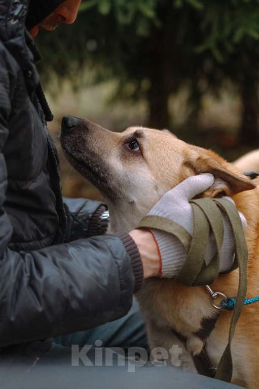 Собаки в Санкт-Петербурге: Собаки из приюта: смышлёная Катрин Девочка, Бесплатно - фото 5