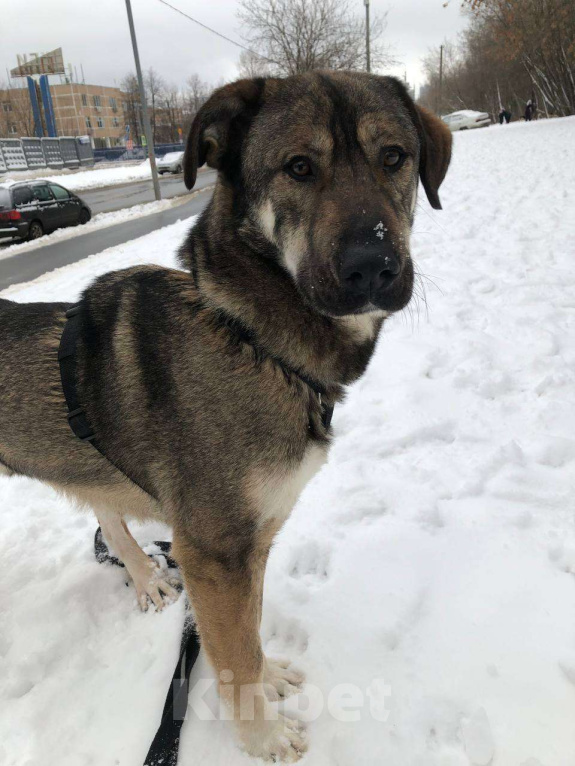 Собаки в Москве: Преданный молодой Бруно из приюта ищет свой Дом Мальчик, Бесплатно - фото 4