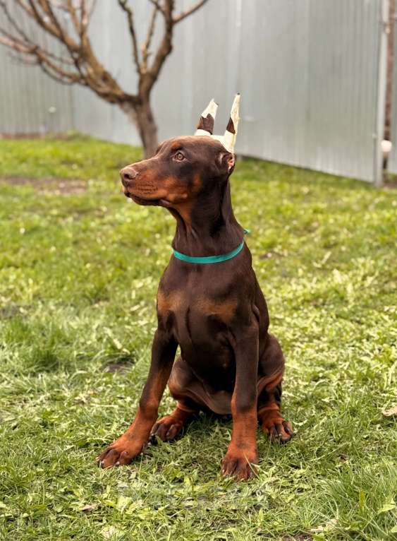 Собаки в Воронеже: щенок добермана Девочка, 80 000 руб. - фото 4