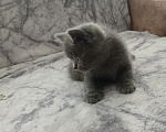 Кошки в Арзамасе: Продаю шотландского прямоухого котика Мальчик, 5 000 руб. - фото 5
