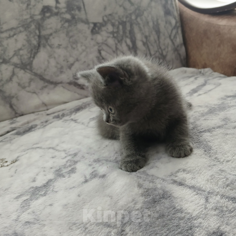 Кошки в Арзамасе: Продаю шотландского прямоухого котика Мальчик, 5 000 руб. - фото 5