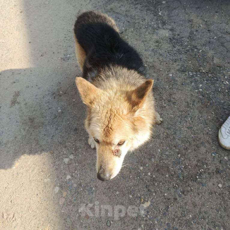 Собаки в Смоленске: Потерялась Собака Мальчик, Бесплатно - фото 6