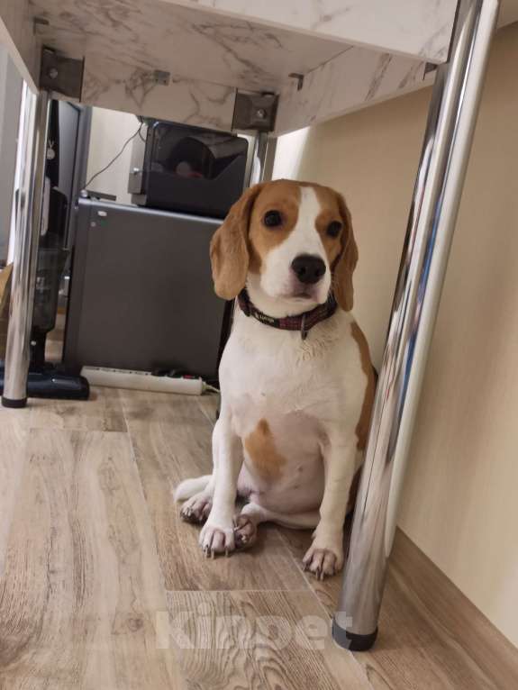 Собаки в Москве: Харти Девочка, Бесплатно - фото 3