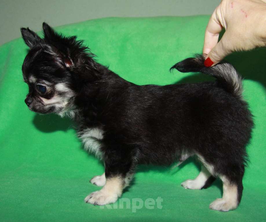 Собаки в Санкт-Петербурге: чихуахуа мальчик домашний любимец Мальчик, 45 000 руб. - фото 5