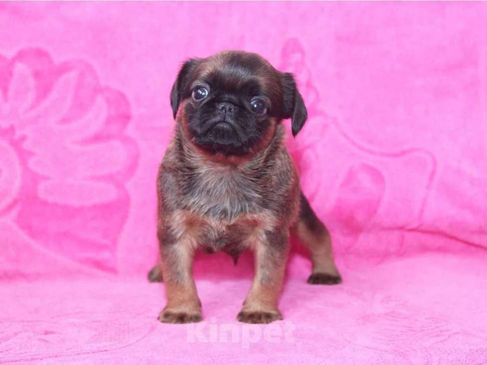 Собаки в Санкт-Петербурге: Очаровательный мальчишка Мальчик, 80 000 руб. - фото 5