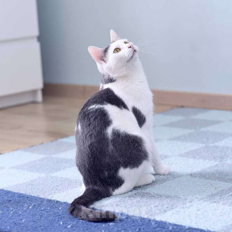 Кошки в Москве: Спокойный и нежный кот Лютик в добрые руки Мальчик, Бесплатно - фото 4