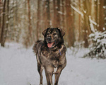 Собаки в Москве: Амина Девочка, Бесплатно - фото 2