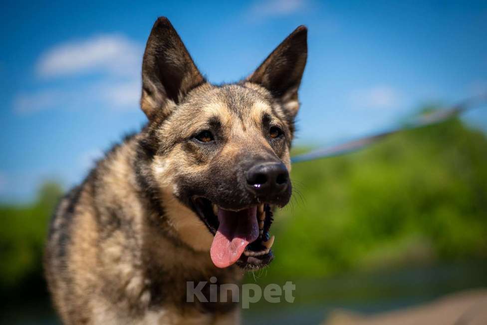 Собаки в Москве: Веселый Тим ищет дом!  Мальчик, Бесплатно - фото 5