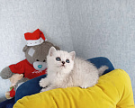 Кошки в Кинели: Вязка с Колорным Британским Котом NS 11 33  Мальчик, 10 000 руб. - фото 9