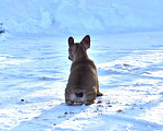 Собаки в Москве: Девочка французского бульдога  Девочка, 50 000 руб. - фото 7