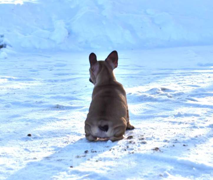 Собаки в Москве: Девочка французского бульдога  Девочка, 50 000 руб. - фото 7