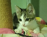 Кошки в Москве: Очаровашка Клёпа. Котенок в добрые руки. Девочка, Бесплатно - фото 3