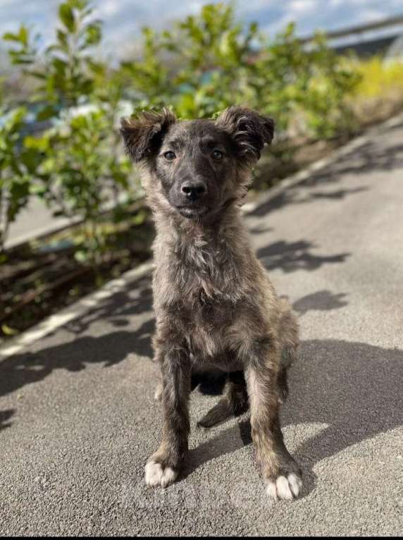 Собаки в Краснодаре: Собака  Девочка, 100 руб. - фото 2