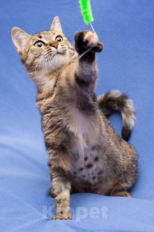 Кошки в Москве: Очаровательная полосатая кошечка Джуля в добрые руки Девочка, 1 руб. - фото 10