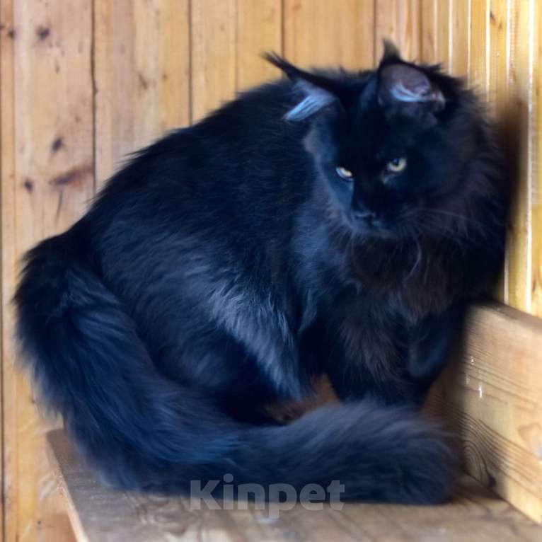 Кошки в Москве: Котик в любимочки Мальчик, 1 руб. - фото 4